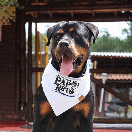 Bandanas Pet premium com logo em Atacado - Varias cores