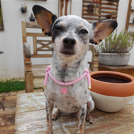 Colar Pet Paracord rosa
