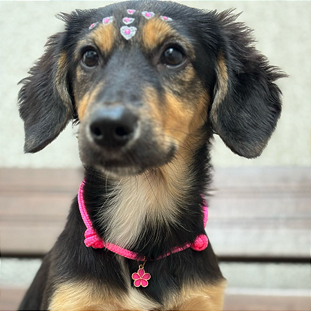 Colar Pet Paracord Rosa Escuro com berloque surpresa
