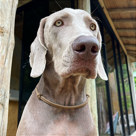 Colar Pet Paracord Marrom