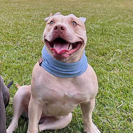 Cachecol Pet Azul