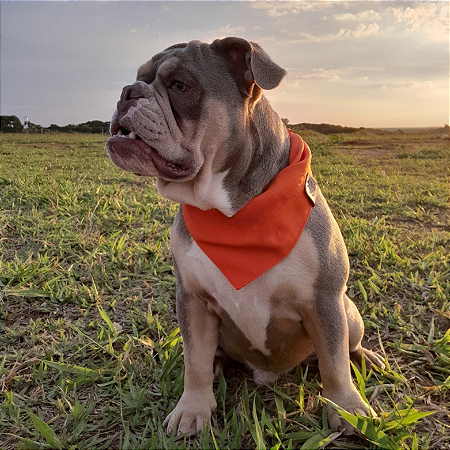 Bandana Laranja Pet