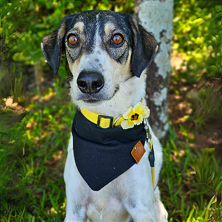 Bandana Pet Preta