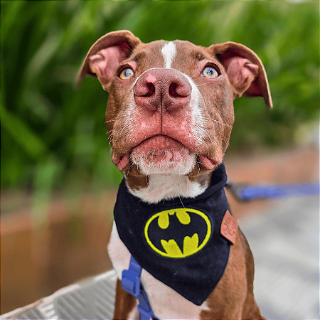 Bandana Pet Batman Morcego
