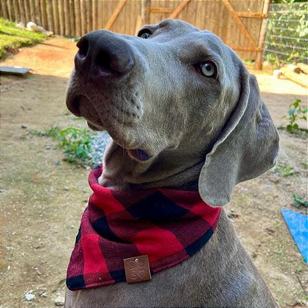 Bandana Pet Xadrez Vermelha