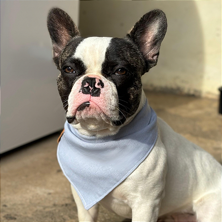 Bandana Pet Azul claro