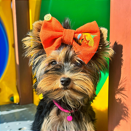 Lacinho Pet ajustável personalizável atacado - Varias Cores e artes
