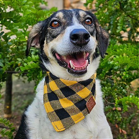 Bandana Pet Xadrez Atacado - Varias Cores
