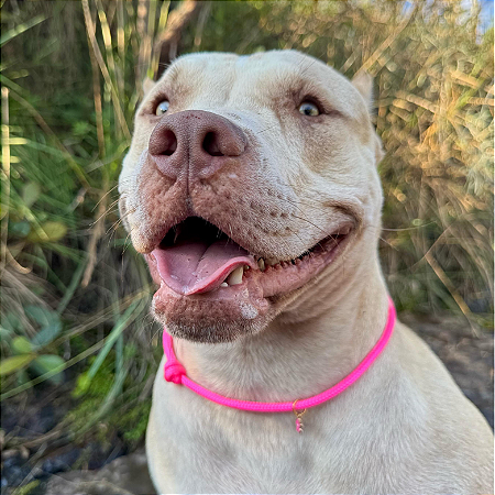 Colar Pet Paracord Rosa neon
