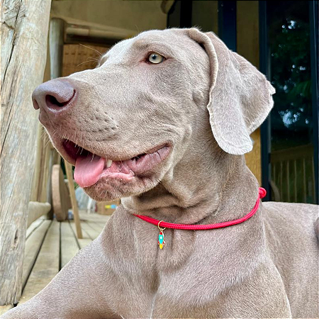 Colar Pet Paracord Vermelho com berloque surpresa