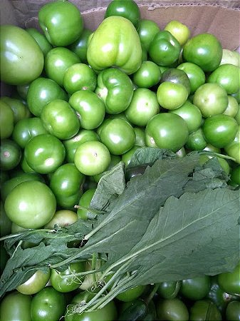 Tomatillo mexicano