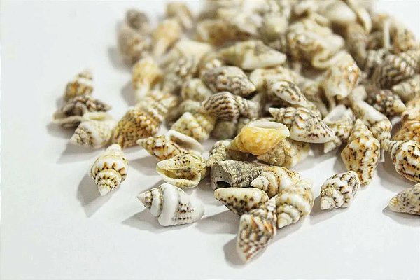 Mini Decoraçōes - Conchinhas - 20g