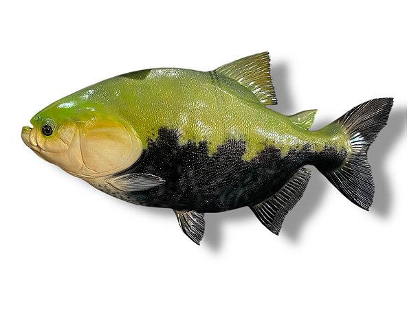 Peixe Tambaqui de Parede de Resina Ornamental