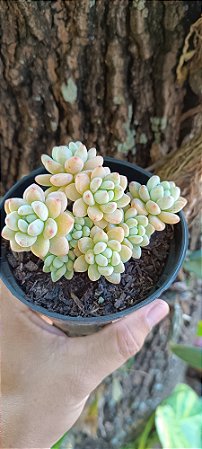 Sedum clavatum pote 11