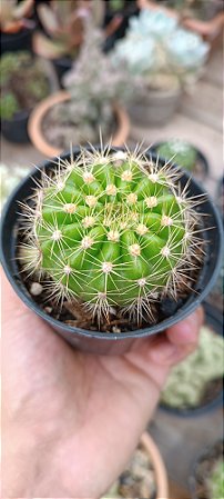 Echinopsis Calochlora pote 11