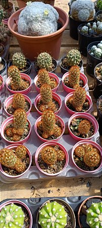 Cacto Mammillaria pt06