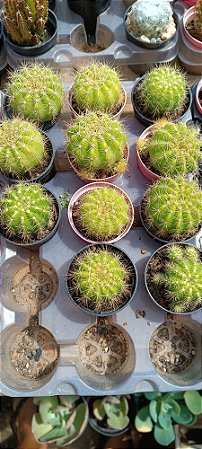 Cacto bola pt06
