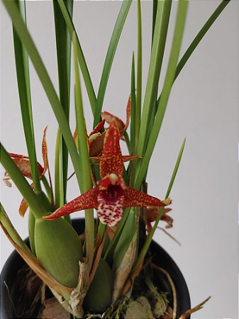 Maxillaria tenuifolia