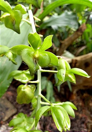 Catasetum socco