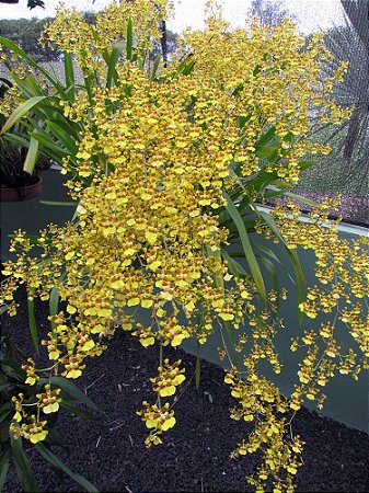 Oncidium sphacelatum