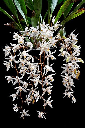 Coelogyne flaccida