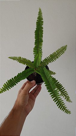 Samambaia Paulistinha