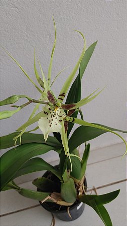 Brassia verrucosa