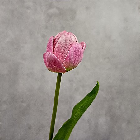 GALHO DE TULIPA  ROSA  40CM 130086
