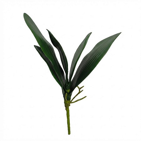 FOLHA DE ORQUIDEA GRANDE C/ RAIZ 131219