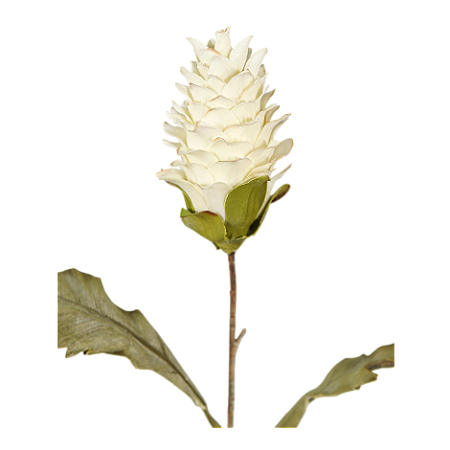KIT C3 HASTES DE PROTEA DESIDRATADA 60CM CREME