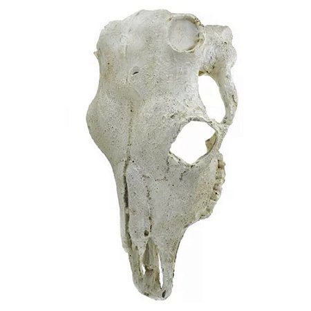 Enfeite de resina - Crânio de boi - NOMOYPET NS-74 21X7CM