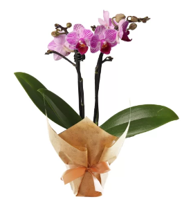 Mini orquídea (Flor)