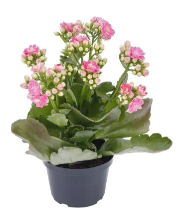 Mini flor - Kalanchoe PT 6