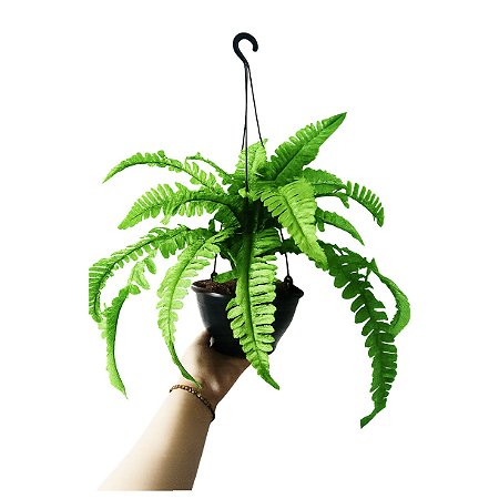 Samambaia Com Vaso Pendurar Artificial Arranjo Pronto