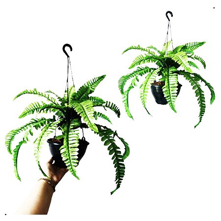 Kit 2 Samambaia Com Vaso De Pendurar Planta Artificial Permanente