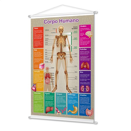 Banner Didático Infantil Pedagógico O Corpo Humano