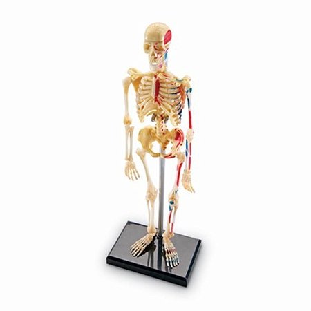MODELO ANATOMICO DO ESQUELETO HUMANO