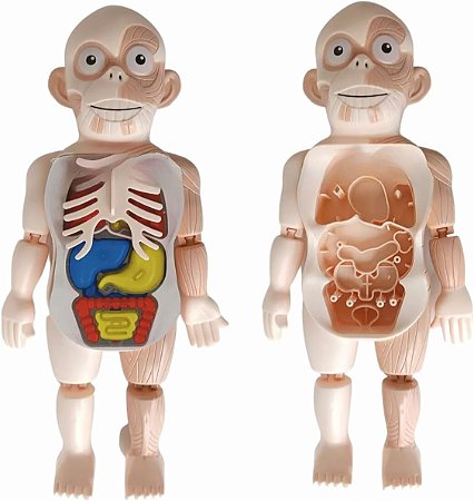 KIT MEDICO CORPO HUMANO