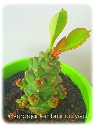 Cacto Monadenium Ritchie