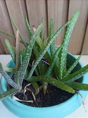 Suculenta Aloe Vera