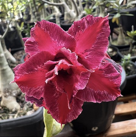 PITAYA BRD