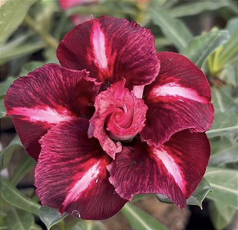 GM FRAGRANT