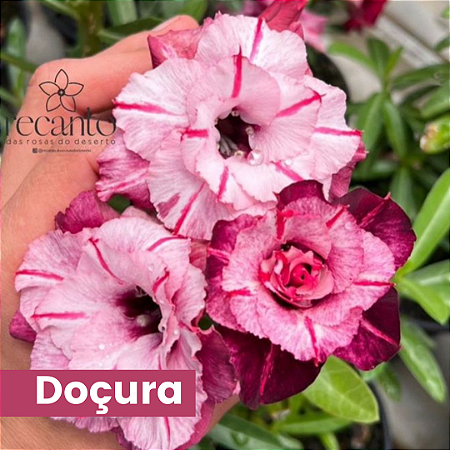 DOÇURA