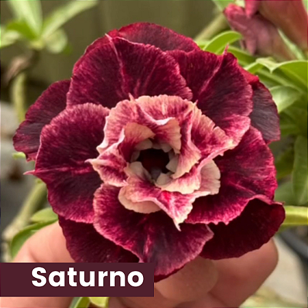 SATURNO BRD