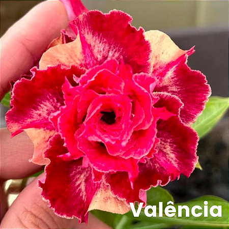 VALÊNCIA