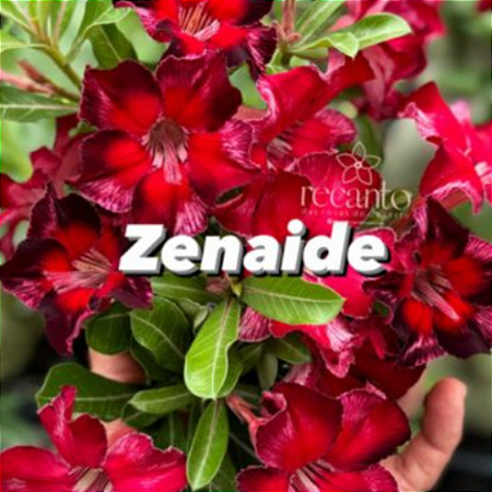 ZENAIDE