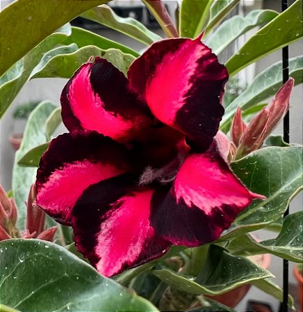 BLACK CHERRY BRD