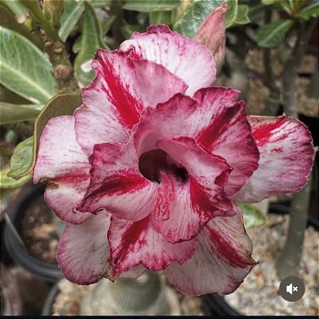 MARYSIA VARIEGATA