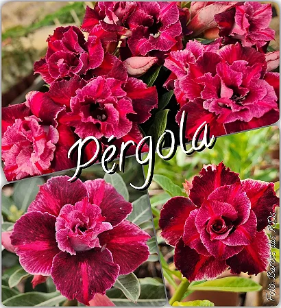 PÉRGOLA BRD
