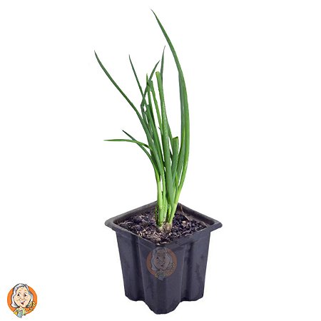 PLT MUDA CEBOLINHA PT06